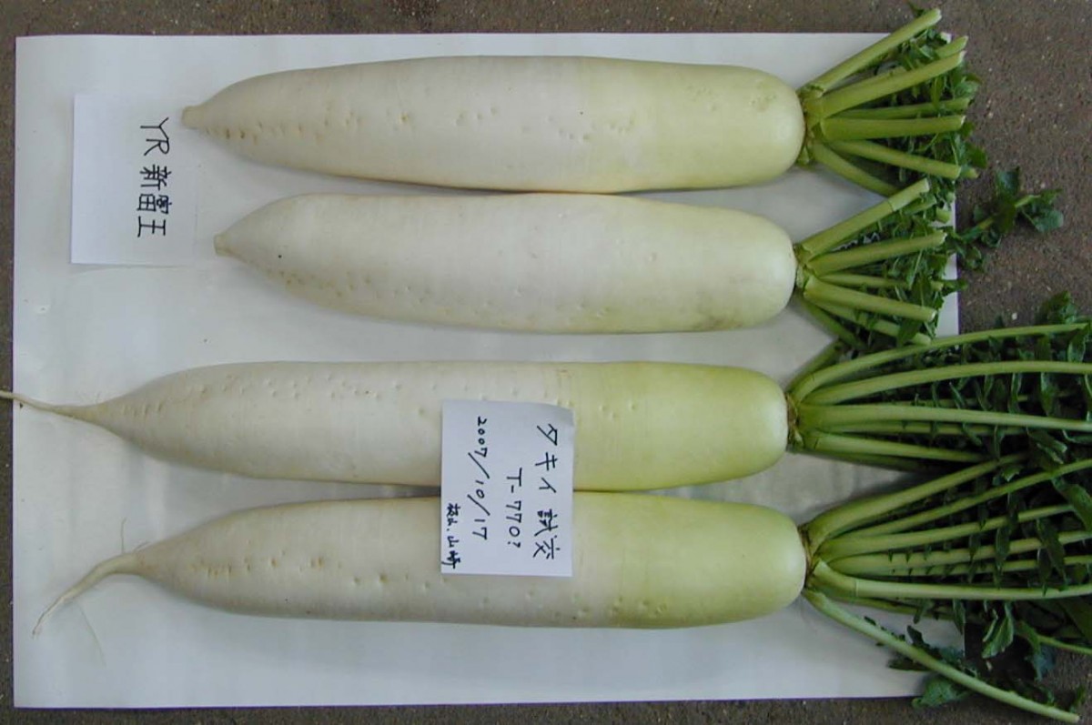 久しぶりの講演会 市川種苗店