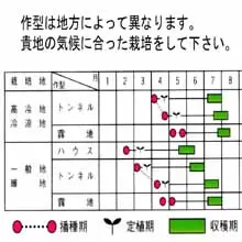 サカタ おつな姫 エダマメ 市川種苗店