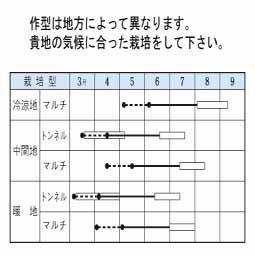 一代交配 カクテルex とうもろこし 市川種苗店