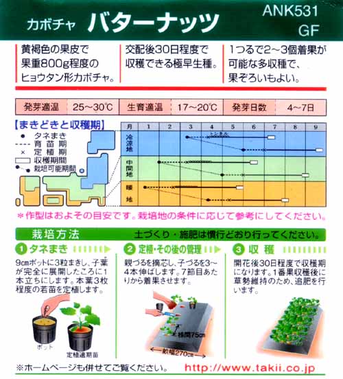 バターナッツ南瓜 カボチャ 市川種苗店