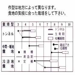 タキイ つるなしモロッコ インゲン 市川種苗店 タキイ つるなしモロッコ インゲン 市川種苗店
