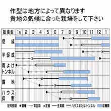タキイ交配 フルーピーレッド 赤パプリカ 市川種苗店