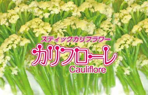 カリフローレ スティック カリフラワー 市川種苗店 カリフローレ スティック カリフラワー 市川種苗店