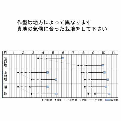 タキイ育成 グリーンジャケット リーフレタス 市川種苗店 タキイ育成 グリーンジャケット リーフレタス 市川種苗店