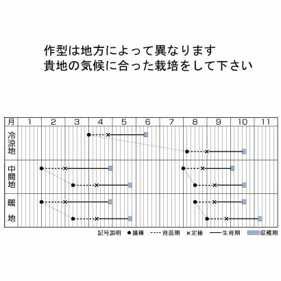タキイ育成 サマールージュ リーフレタス 市川種苗店