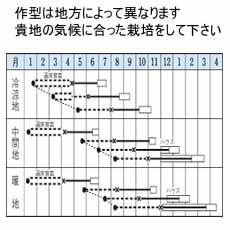 タキイ交配 トップセラー セロリー 市川種苗店 タキイ交配 トップセラー セロリー 市川種苗店