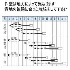 タキイ交配 トップセラー セロリー 市川種苗店