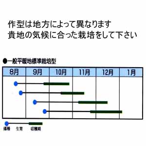 野崎交配 野崎1号白菜 市川種苗店 野崎交配 野崎1号白菜 市川種苗店