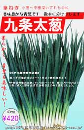 九条太葱 市川種苗店 九条太葱 市川種苗店