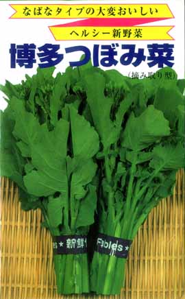 三陸つぼみ菜 旧名 博多つぼみ菜 市川種苗店 三陸つぼみ菜 旧名 博多つぼみ菜 市川種苗店