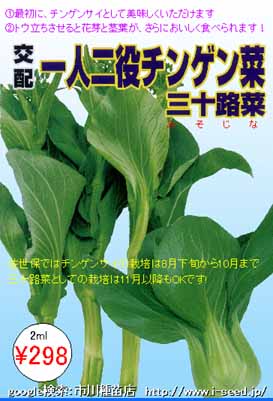 三十路菜 一人二役チンゲンサイ 市川種苗店 三十路菜 一人二役チンゲンサイ 市川種苗店