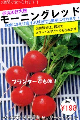ラディシュ 日大根 市川種苗店 ラディシュ 日大根 市川種苗店
