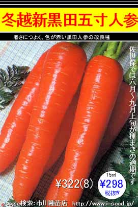冬越新黒田五寸 ニンジン 市川種苗店 冬越新黒田五寸 ニンジン 市川種苗店