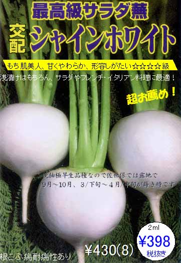 交配 旧名 シャインホワイトかぶ 新名 ピーチホワイトかぶ 市川種苗店