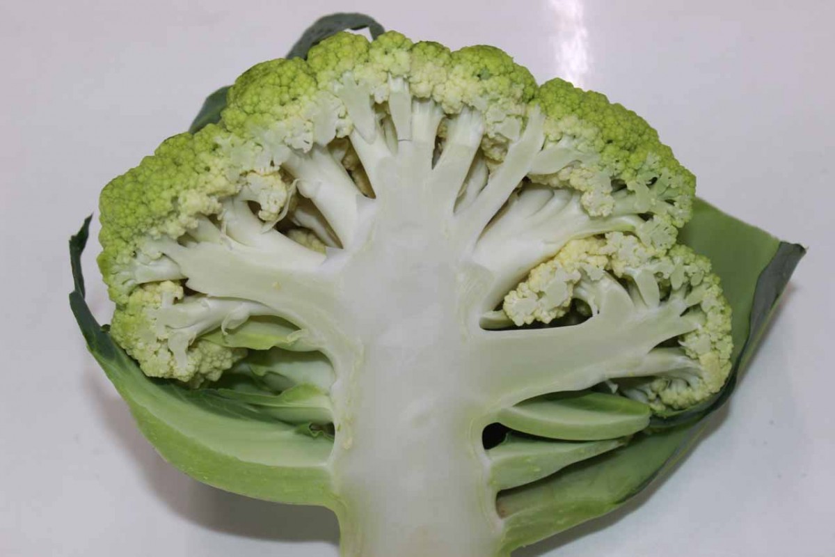 珍しいカリフラワーができまた 市川種苗店