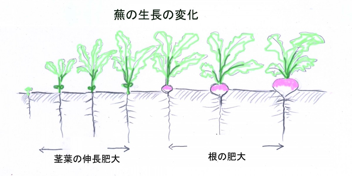 久しぶりの講演会 市川種苗店 久しぶりの講演会 市川種苗店