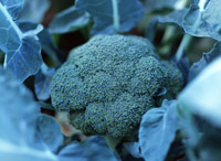ha1 葉を食べる野菜