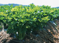ha3 葉を食べる野菜