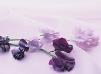 hana10 お花・球根など