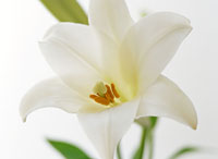 hana12 お花・球根など