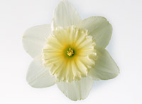 hana13 お花・球根など