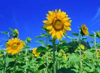 hana5 お花・球根など