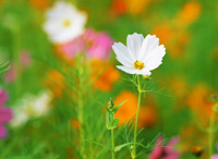 hana6 お花・球根など