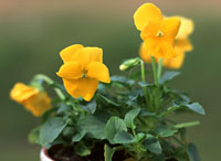 hana8 お花・球根など