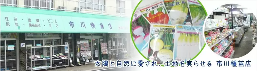 胡瓜 なす トマトが枯れちゃった なぜ 市川種苗店
