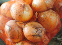 tamanegi 根を食べる野菜